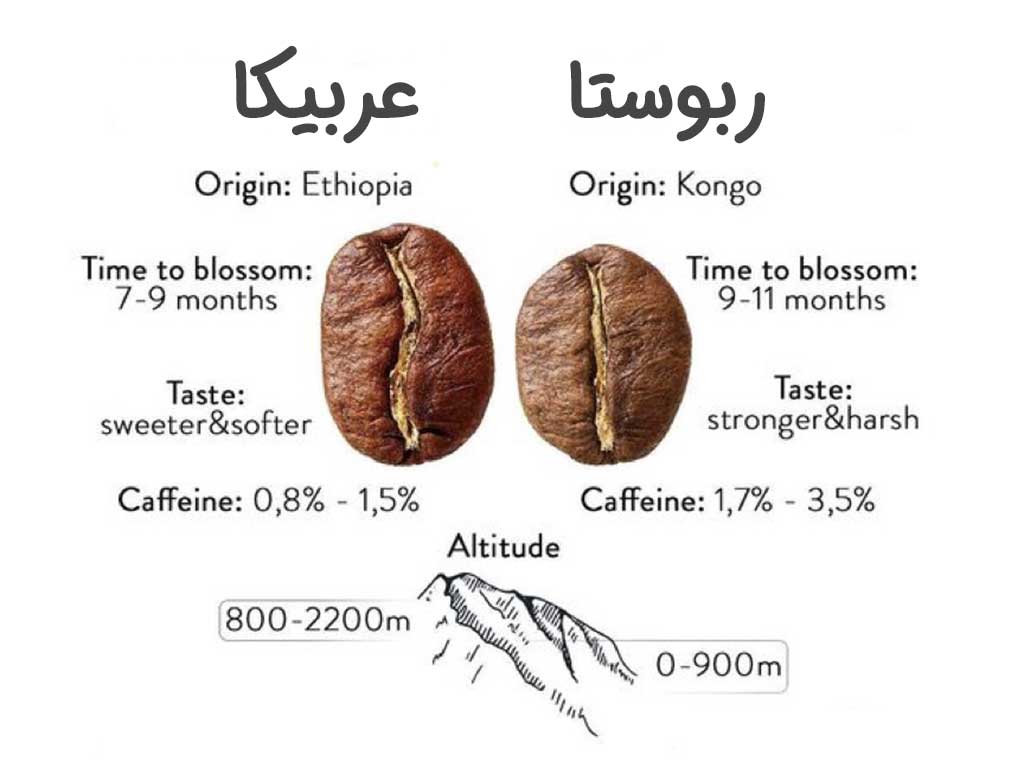 تفاوت عربیکا و ربوستا