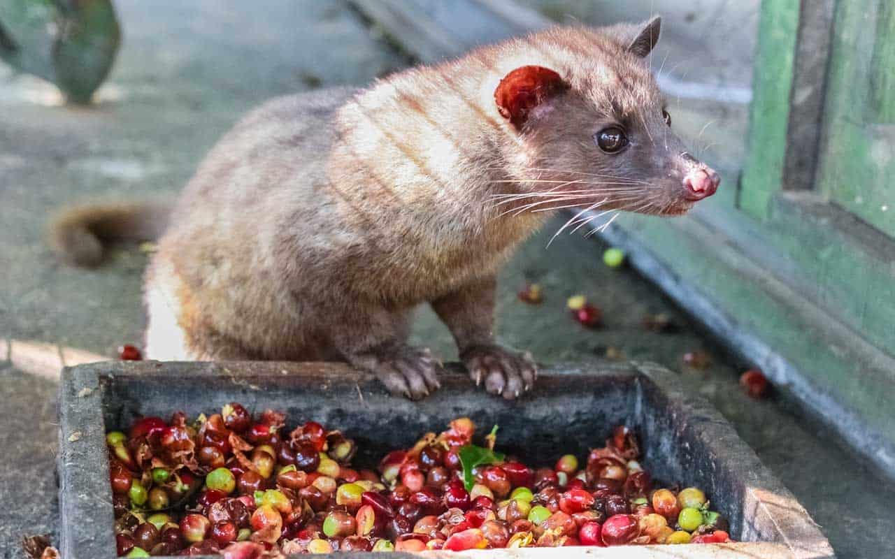 کوپی لواک قبل از خوردن قهوه
